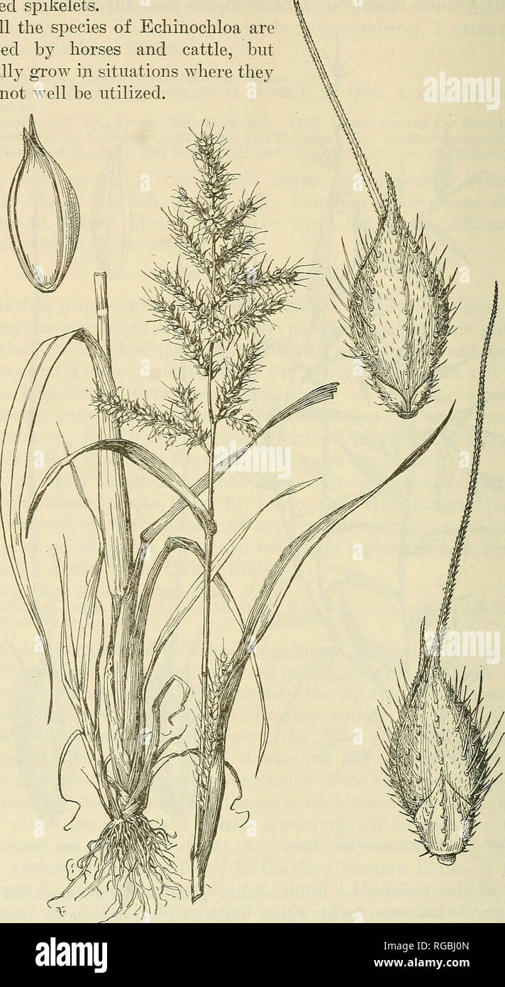 Bulletin Of The U S Department Of Agriculture Agriculture Agriculture 240 Bulletilsr 772 U S Depaktmbnt Of Agriculture In These Forms The Sheaths Are Smooth Echinochloa Walteri Pursh Heller Is A Closely