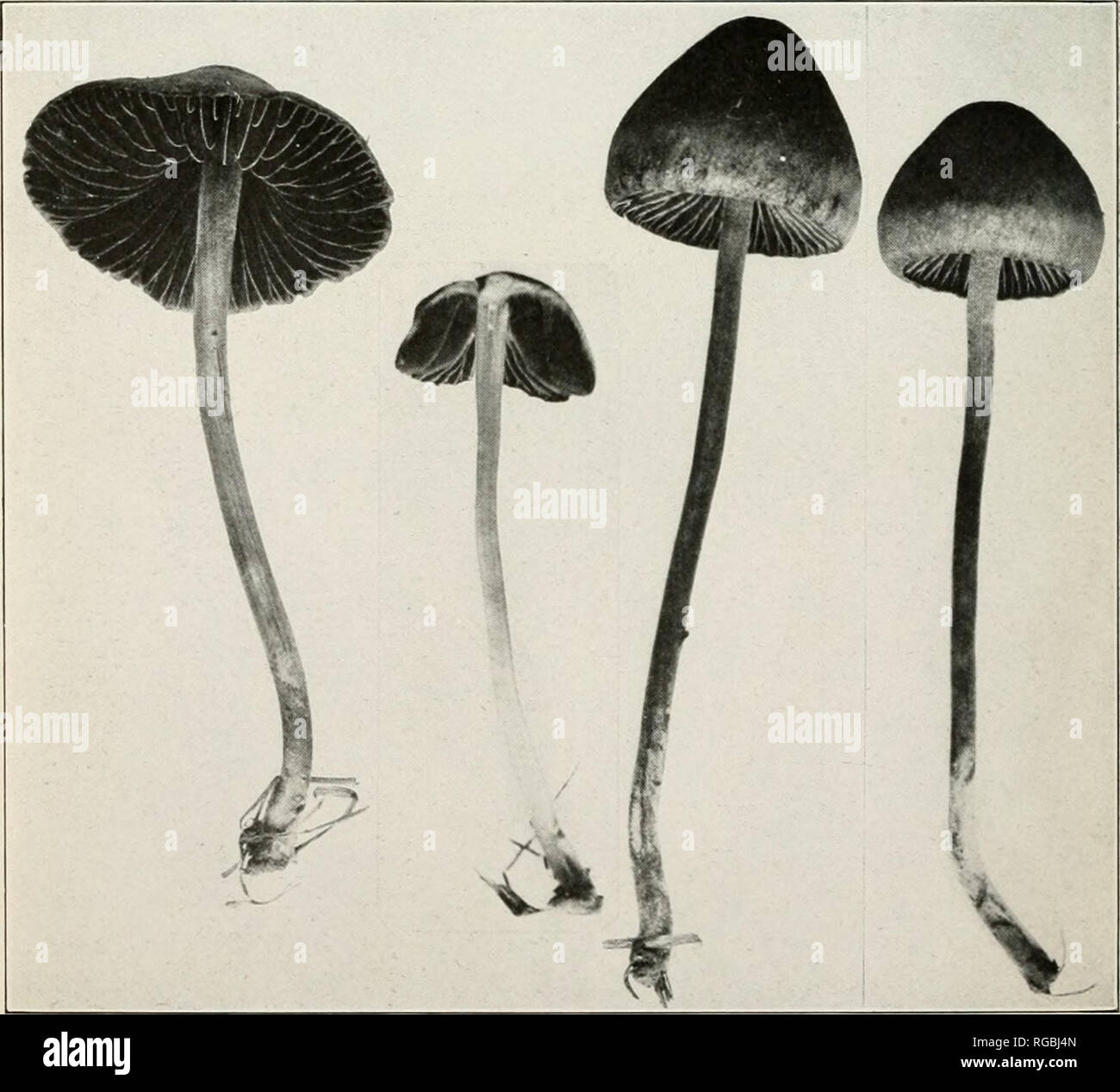 . Bulletin of the U.S. Department of Agriculture. Agriculture; Agriculture -- United States. Fig. 1.—Coprinus micaceus. (Edible.). Fig. 2.—Panaeolus retirugis. (Edible.). Please note that these images are extracted from scanned page images that may have been digitally enhanced for readability - coloration and appearance of these illustrations may not perfectly resemble the original work.. United States. Dept. of Agriculture. [Washington, D. C. ?] : The Dept. : Supt. of Docs. , Govt. Print. Off. Stock Photo
