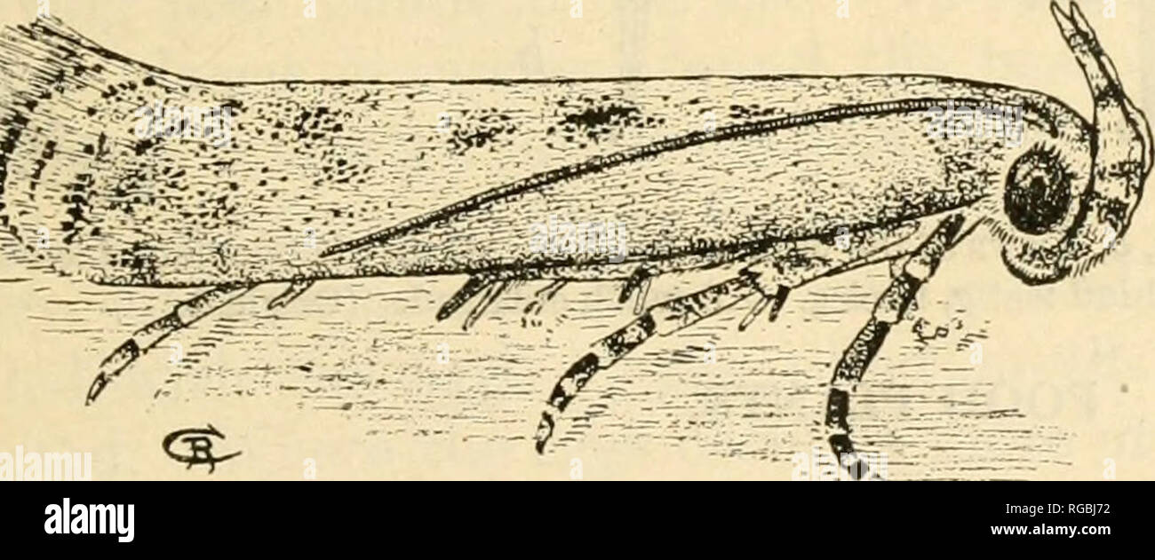 . Bulletin of the U.S. Department of Agriculture. Agriculture. â m, ^^^^mm^^^^^^'^' Fig. 10.âThe potato tuber moth {Phthorimaea opercuklla). Greatly enlarged. (Original.) with whitish ends. The hind legs pale yellow, the tibiae with small light-colored hairs, and the tarsi brownish at the joints. Abdomen yellowish dust-gray, grayish- white beneath, the last joint, in the male, as long as one-third of the abdomen, bright ocher yellow. Two elliptical, somewhat hollowed disks lying with their hollows upon one another. The lower projects somewhat from beneath the upper and is clothed on the upper  Stock Photo