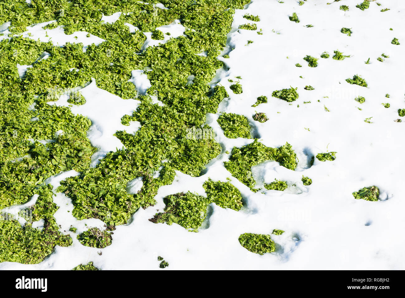 Patches of green grass in a snow covered field Stock Photo