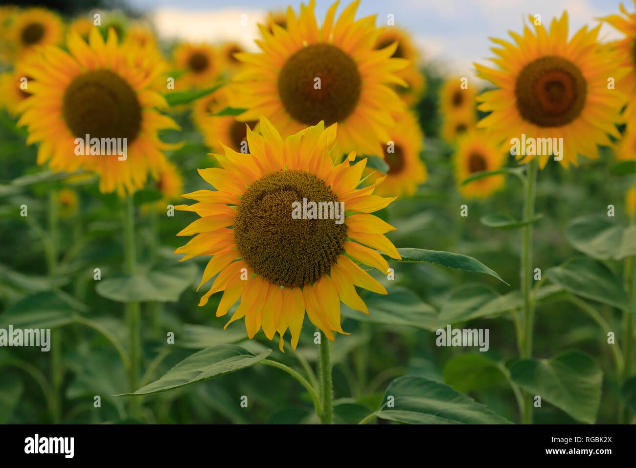 Yellow sunflowers in a field of sunflowers, yet flower view Stock Photo ...