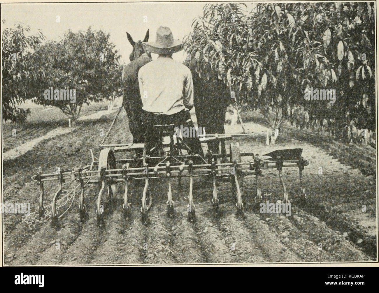 . Bulletin of the U.S. Department of Agriculture. Agriculture; Agriculture -- United States. 24 BULLETIN 162, U. S. DEPARTMENT OF AGRICULTURE. seed. Iii this respect it behaves in this locality not unlike the unadapted peach varieties. Trees of the Spanish group in the Mexican seedling peach orchard are relatively resistant to the soil difficulties and give every indica- tion of furnishing a better stock on which to work stone fruits than peaches of the unadapted type. This orchard is now being kept chiefly for the production of such seed, in order to supply desirable stocks for local peach pl Stock Photo
