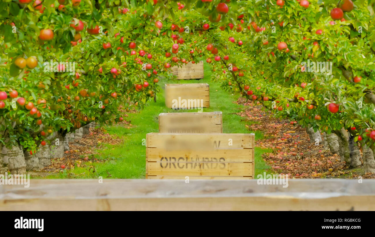 Apple bins hires stock photography and images Alamy