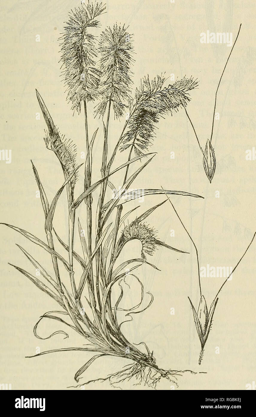 . Bulletin of the U.S. Department of Agriculture. Agriculture; Agriculture. GENERA OF GRASSES OF THE UNITED STATES. 69 Tvpe species: Melica- nutans L. Melica L., Sp. PI. 66, 1753; Gen. PI., ed. 5, 31. 1754. Linnaeus describes three species, J/, ciliata. M. nutans, and M. altissima, all species of Eurasia and all now retained in the genus Melica. In the Flora Lapponica, where the generic name was first used, the only species described is referred by Linnjneus in the Species Plantarum to i)/. nutans; hence this species is selected as the type. Bromelica Farwell, Ehodora 21: 77. 3919. Based on Me Stock Photo