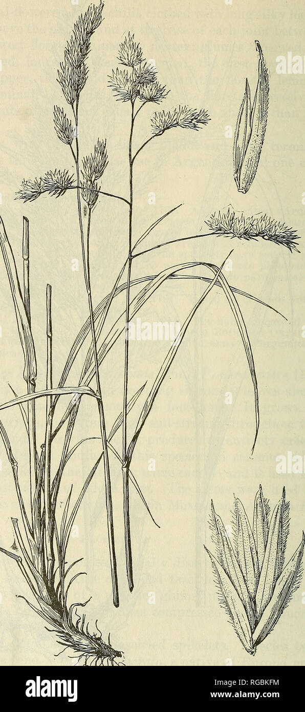 . Bulletin of the U.S. Department of Agriculture. Agriculture; Agriculture. 66 BULLETIN 772, U. S. DEPAKTMENT OF AGEICULTUKE.. Fig. 28.—Orchard grass, Dactylis glomerata. Plant, X, I ; spikelet and floret, X 5.. Please note that these images are extracted from scanned page images that may have been digitally enhanced for readability - coloration and appearance of these illustrations may not perfectly resemble the original work.. United States. Dept. of Agriculture. [Washington, D. C. ?] : The Dept. : Supt. of Docs. , G. P. O. Stock Photo