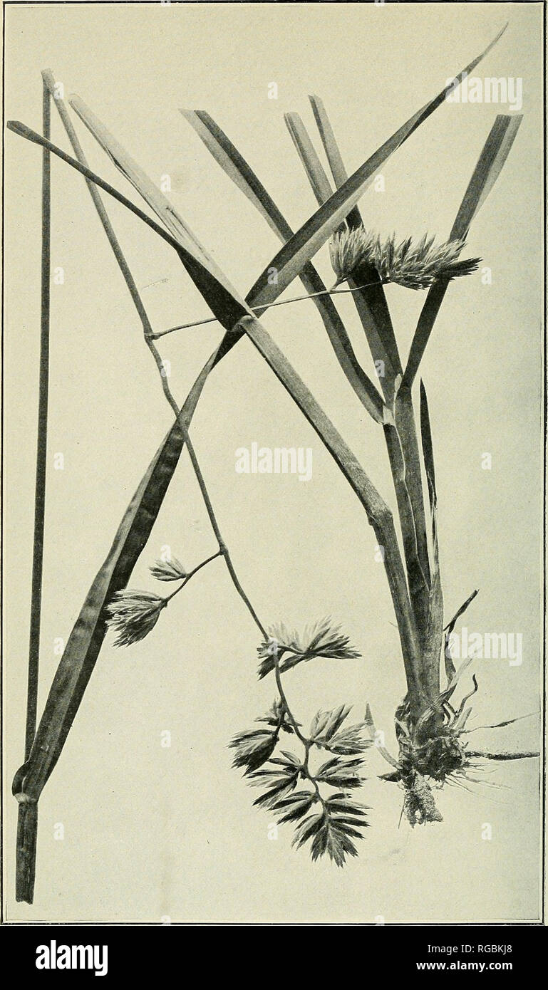 . Bulletin of the U.S. Department of Agriculture. Agriculture; Agriculture. 3ul. 772, U. S. Dept. of Agriculture. Plate VIII.. Orchard Grass (Dactylis glomerata) in Flower.. Please note that these images are extracted from scanned page images that may have been digitally enhanced for readability - coloration and appearance of these illustrations may not perfectly resemble the original work.. United States. Dept. of Agriculture. [Washington, D. C. ?] : The Dept. : Supt. of Docs. , G. P. O. Stock Photo