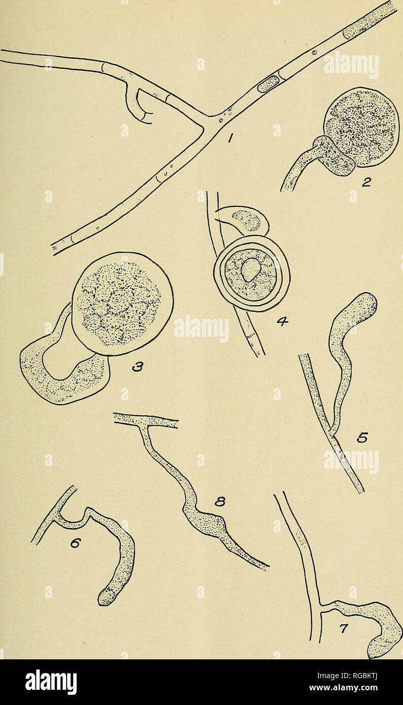 . Bulletin of the U.S. Department of Agriculture. Agriculture; Agriculture. Bui, 934, U. S. Dept. of Agriculture. Plate I. Pythium debaryanum from Artificial Cultures. Fig. l.—Hyphse, showing old portions of hyphse and false septa separating them from the portions still containing protoplasm. Figs. 2 to 4.—Various stages of oospore formation. Figs. 5 to 8.—Hyphal swellings at points of contact with glass. From camera-lucida drawings.. Please note that these images are extracted from scanned page images that may have been digitally enhanced for readability - coloration and appearance of these i Stock Photo