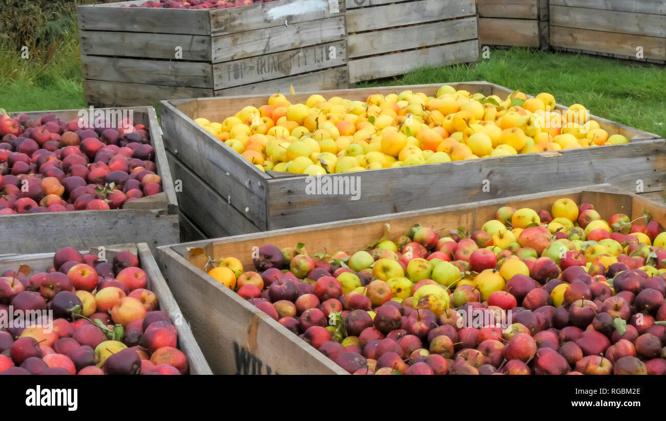 bins of freshly harvested golden delicious and red apples in bins ready