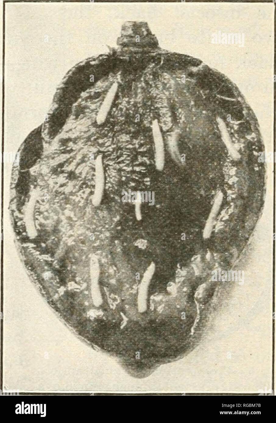 . Bulletin of the U.S. Department of Agriculture. Agriculture; Agriculture -- United States. Fig. 7.—Cross section of peach shoing general shriveling of walls of egg cavity and separation of eggs. Drawing made one and one-half days after eggs were laid. (Authors' illustration.) egg cavity as the result of repeated egg laying by many females through the same opening in the skin. The larvse.—The eggs hatch into whitish larv?e, or maggots, that burrow or tunnel in all directions through the pulp, feeding as they go and causing decays to start. When first hatched they are very difficult to detec Stock Photo