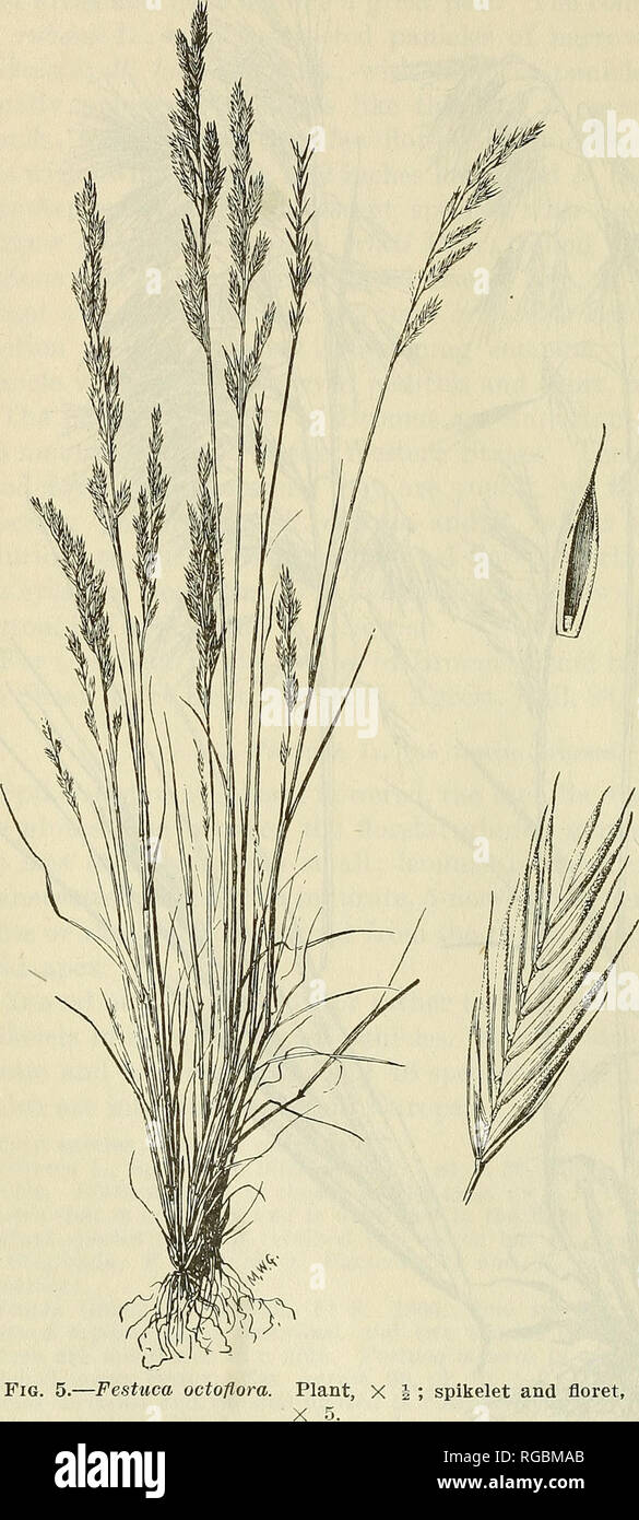 . Bulletin of the U.S. Department of Agriculture. Agriculture; Agriculture. 30 BULLETIN 772, U. S. DEPARTMENT OF AGRICULTURE. Dasiola Raf., Neogenyt. 4. 1825. &quot; Type Festuca monandra &quot; Ell., renamed D. elUottea Raf. This is F. sciurea Nutt. Chloamnia Raf., Neogenyt. 4. 1825. Two species are in- cluded, Festuca te- nella and F. bromoi- des. The first, which is F. octoflora Walt., is taken as the type. Hesperochloa (Pi- per) Rydb., Bull. Torrey Club 39: 106. 1912. Based on Fes- tuca subgenus Hes- perochloa Piper, the type and only species of which is F. conflnis Vasey. Wasatchia Jones, Stock Photo