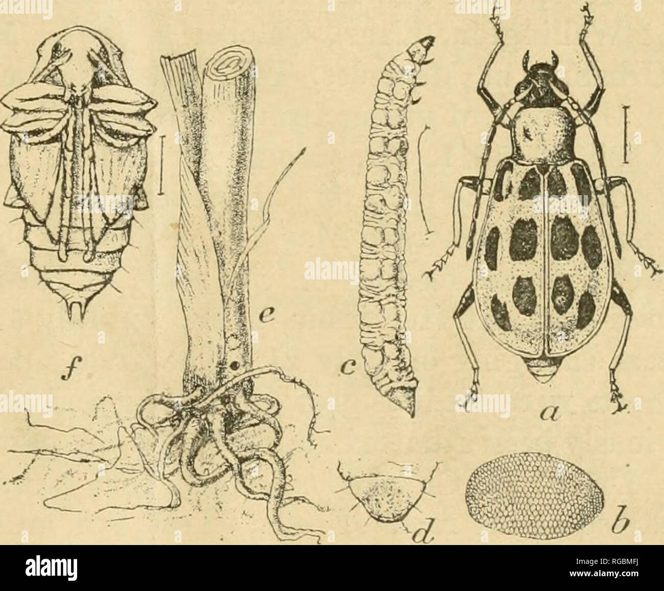 . Bulletin of the U.S. Department of Agriculture. Agriculture. '/n THE SOUTHERN CORN ROOTWORM, OR BUDWORM. By F. M. Webster, In Charge of Cereal and Forage Fnsect Investigations. DISTRIBUTION. The parent of the southern corn root worm {Diahrotica duodeciin- piinctata Oliv.), or. as it is often termed, the biidworm, is a yellow or greenish-yellow beetle having 12 black spots on the back, as shown in figure 1, «, from which its specific name, meaning &quot; 12-spotte(l.&quot; is derived. It is closely allied to the almost equally common striped cucumber beetle {Dia- hrotica vlttata Fab.), and al Stock Photo
