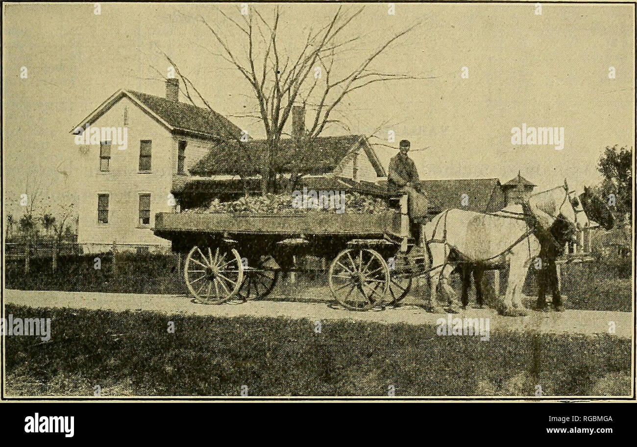 Bulletin of the U.S. Department of Agriculture. Agriculture; Agriculture.  GROWING SUGAE BEETS IN MICHIGAN AND OHIO. 29 area was seven-tenths of a ton  greater than the average load in the latter