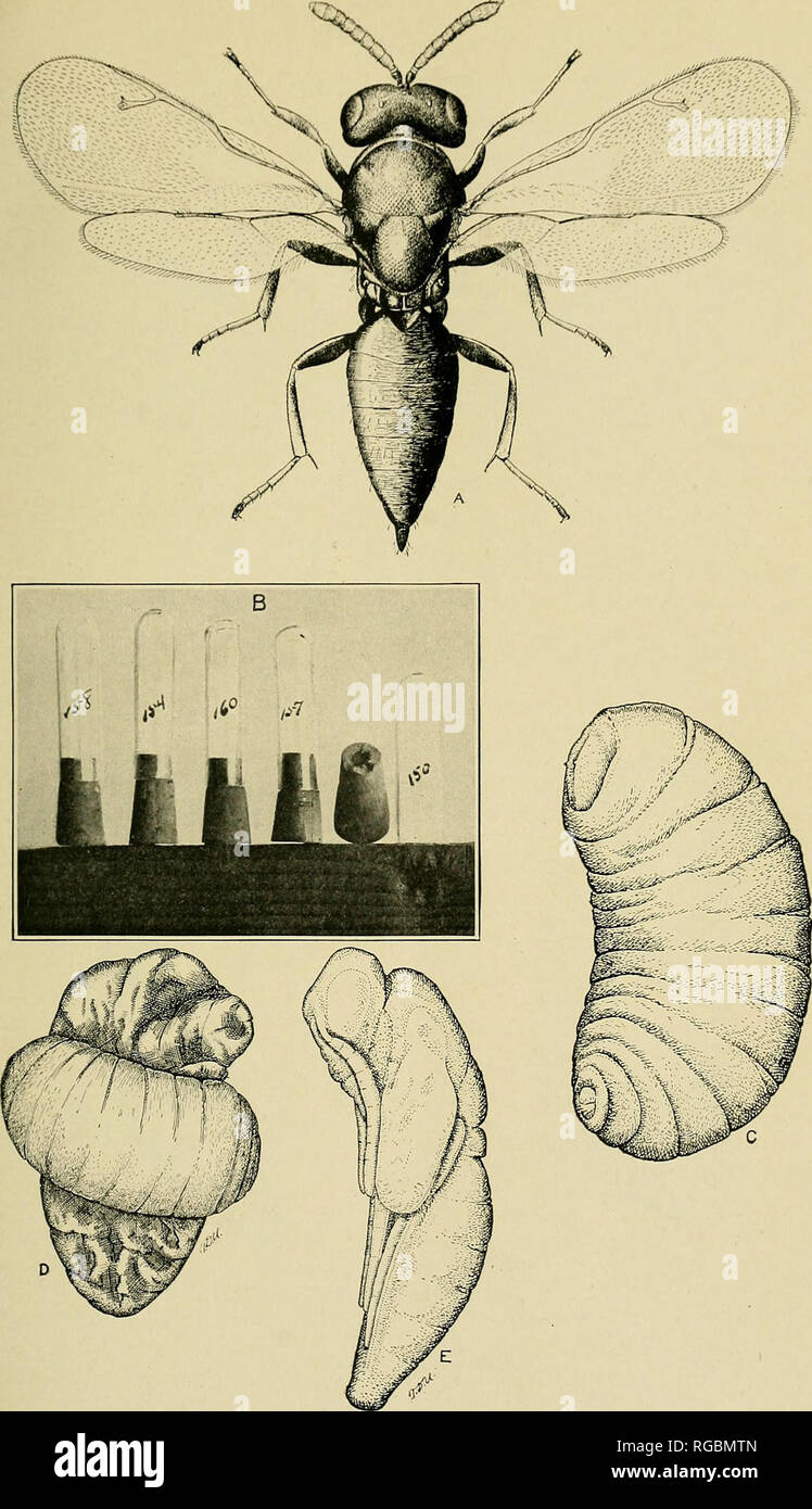 . Bulletin of the U.S. Department of Agriculture. Agriculture; Agriculture. Bui. 812, U. S. Dept. of Agriculture. Plate VII.. Habrocytus medicaginis. A, Adult; B, cages for rearing parasite larvae; C, larva; D, larva destroying its host larva; E, pupa.. Please note that these images are extracted from scanned page images that may have been digitally enhanced for readability - coloration and appearance of these illustrations may not perfectly resemble the original work.. United States. Dept. of Agriculture. [Washington, D. C. ?] : The Dept. : Supt. of Docs. , G. P. O. Stock Photo