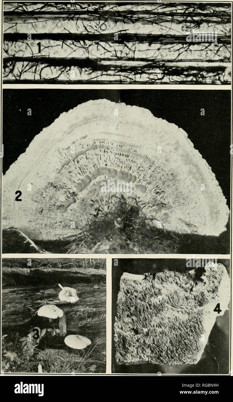 . Bulletin of the U.S. Department of Agriculture. Agriculture; Agriculture -- United States. Bui. 510, U. S. Dept. of Agriculture. Plate I.. Lumber Sanitation: Wood-Rotting Fungi.—I, Fig. 1.—Thin section of &quot;red-heart&quot; pine, showing fungous threads and holes where these have bored through the walls of the wood cells. iiG. 2.—Mycelium on a board from a clay mine, Joplin, Mo. Fig. 3.—The musliroom riuteus ccninus on a rotten Jog. Fig. 4.—A species of Ilyduum.. Please note that these images are extracted from scanned page images that may have been digitally enhanced for readability - co Stock Photo