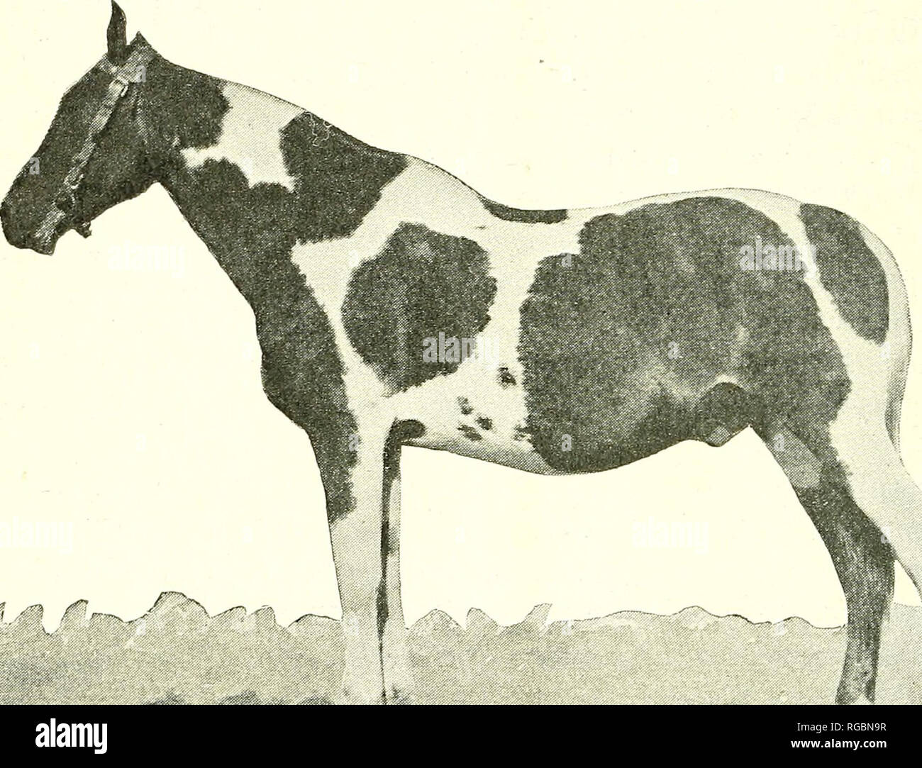 Stallion Fig Stallion and 7 mares hi-res stock photography and images - Alamy