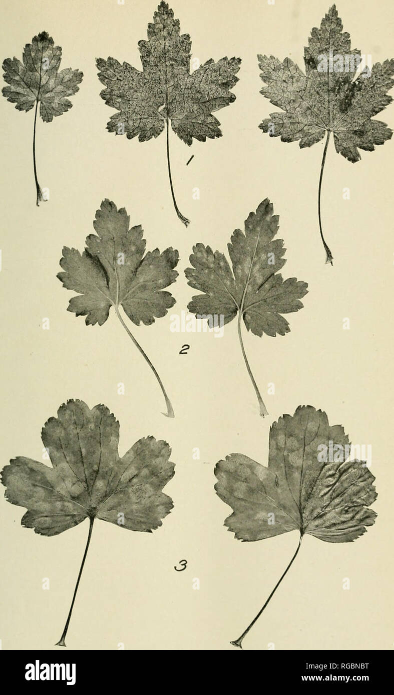 . Bulletin of the U.S. Department of Agriculture. Agriculture; Agriculture. Bui. 957, U. S. Dept. of Agriculture. Plate VI.. Leaves OF Rises 1 NFECTED WITH Cronartium ribicola. Showing Different Types of Infection. Fig. l.âInfoclOil leaves of Ribcs glandulnsuin, showiii&quot; lower surfaces; the sparsely scattered telia are well distributed over the entire surface. Etiolation caused by the disease is also evident. X 8- Fit;.'â ^-âLower surfaces of leaves of A'iftr.v sp., showing etiolaied spots where infection has taken place, two days before uredinia were formed. X J. Fit;. ;i.âLower surfaces Stock Photo