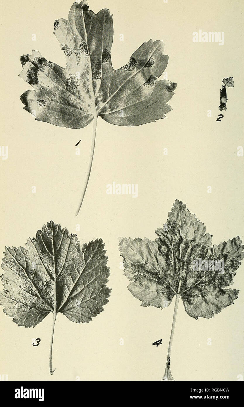 . Bulletin of the U.S. Department of Agriculture. Agriculture; Agriculture. Bui. 957, U. S. Dept. of Agriculture. Plate IV.. Leaves of Ribes Infected With Cronartium ribicola. Showing Different Types of Attack. Fig. 1.—Lower surface of a leaf of Ribes aureum infected by Cronartium ribicola. Note the charac- teristic isolated infected areas, with the abundant uredinia closely crowded together. Fig. 2.—A Ribes bud with a single leaf which Ijears normal uredinia. This leaf is relatively old, being stunted in growth by adverse conditions which have held it stationary for several weeks. Fig. 3— Low Stock Photo