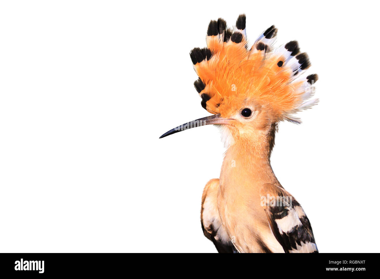 bird with a tufted head isolated on white background Stock Photo