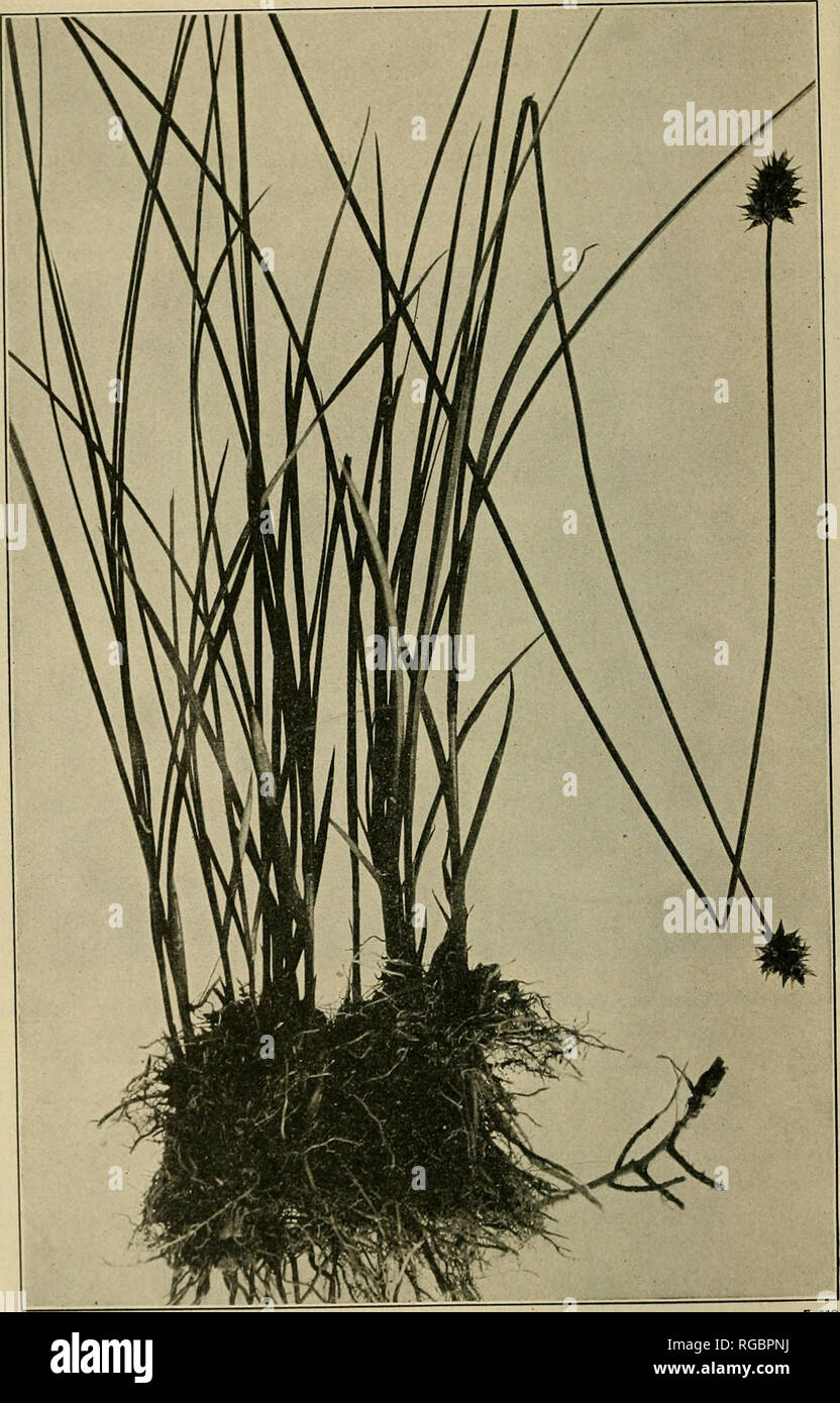 . Bulletin of the U.S. Department of Agriculture. Agriculture; Agriculture. Bui. 545, U. S. Dept. of Agriculture. Plate XXVIII.. Sheep Sedge (Carex illota).. Please note that these images are extracted from scanned page images that may have been digitally enhanced for readability - coloration and appearance of these illustrations may not perfectly resemble the original work.. United States. Dept. of Agriculture. [Washington, D. C. ?] : The Dept. : Supt. of Docs. , G. P. O. Stock Photo