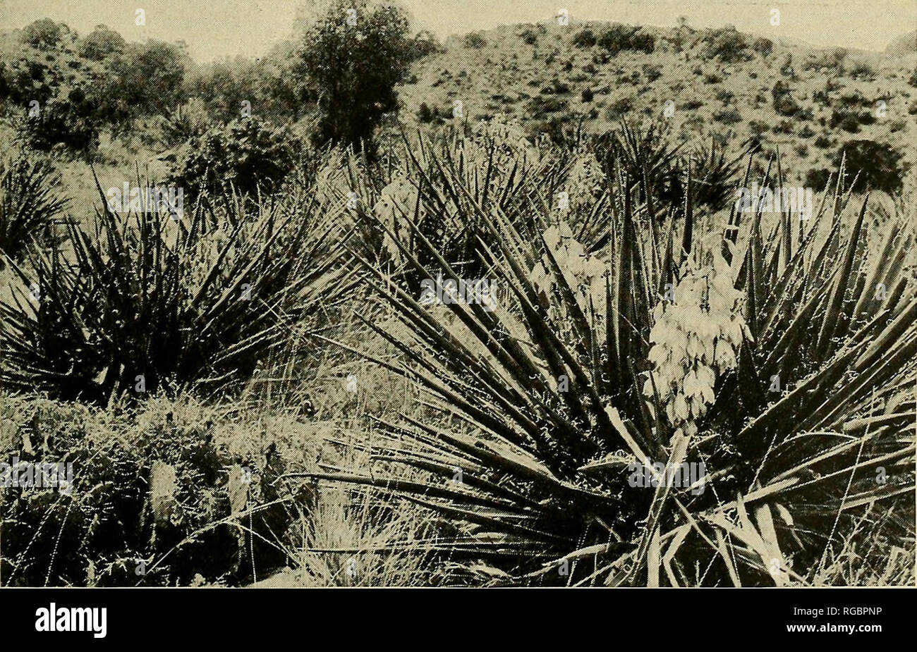 . Bulletin of the U.S. Department of Agriculture. Agriculture; Agriculture. Fig. 1.—Lechuguilla (Agave lechuguilla) Growing on Limestone Hills at El Paso, Tex.. Fig. 2.—The Spanish Bayonet, or Amole (Yucca baccata), in Flower, San Andreas Mountains, N. Mex.. Please note that these images are extracted from scanned page images that may have been digitally enhanced for readability - coloration and appearance of these illustrations may not perfectly resemble the original work.. United States. Dept. of Agriculture. [Washington, D. C. ?] : The Dept. : Supt. of Docs. , G. P. O. Stock Photo