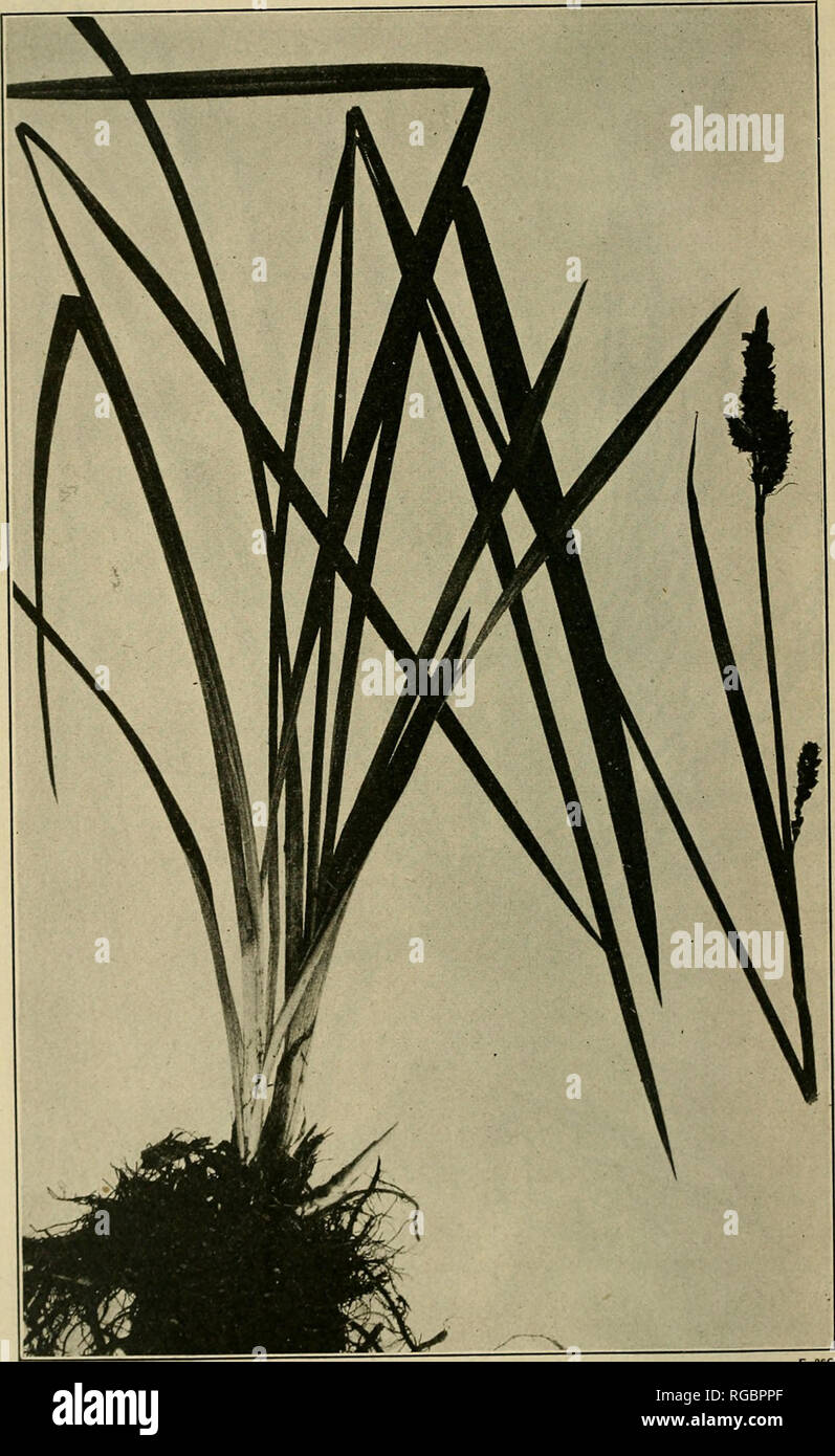 . Bulletin of the U.S. Department of Agriculture. Agriculture; Agriculture. Bui. 545, U. S. Dept. of Agriculture. Plate XXVI.. Tall Swamp Sedge (Carex exsiccata).. Please note that these images are extracted from scanned page images that may have been digitally enhanced for readability - coloration and appearance of these illustrations may not perfectly resemble the original work.. United States. Dept. of Agriculture. [Washington, D. C. ?] : The Dept. : Supt. of Docs. , G. P. O. Stock Photo