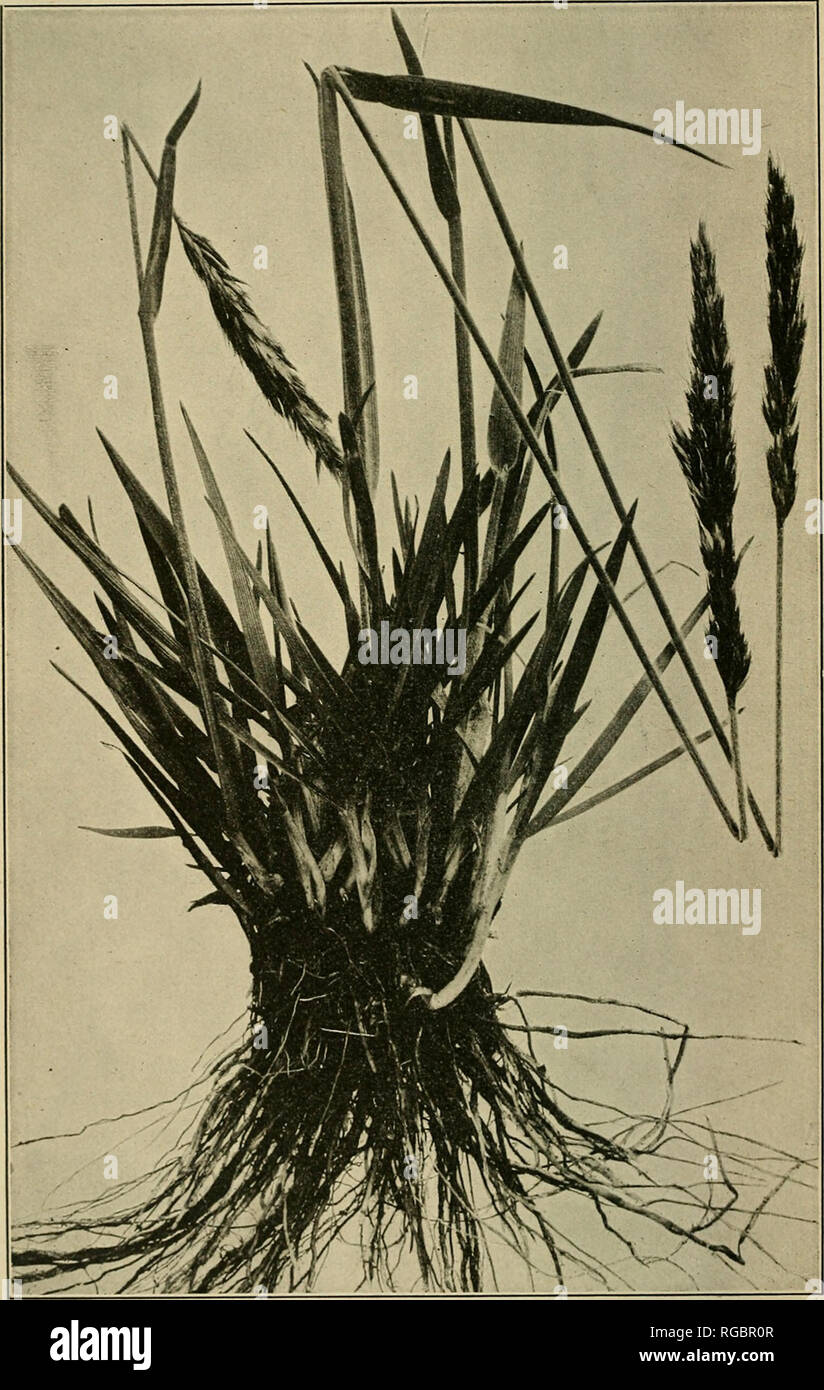 . Bulletin of the U.S. Department of Agriculture. Agriculture; Agriculture. Bui. 545, U. S. Dept. of Agriculture. Plate XIV.. Spiked Trisetum (Trisetum spicatum).. Please note that these images are extracted from scanned page images that may have been digitally enhanced for readability - coloration and appearance of these illustrations may not perfectly resemble the original work.. United States. Dept. of Agriculture. [Washington, D. C. ?] : The Dept. : Supt. of Docs. , G. P. O. Stock Photo