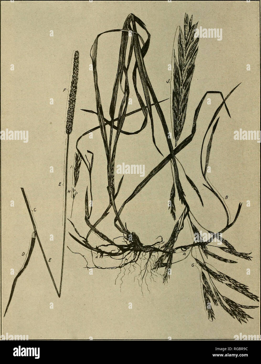. Bulletin of the U.S. Department of Agriculture. Agriculture; Agriculture. Bui. 545, U. S. Dept. of Agriculture. Plate II.. General Morphology of Grasses. A. Rhizome or rootstock. B. Shoot from rootstock. C. Sheath. D. Blade. E. Culm. F. Spikelike panicle of timothy. G. Open panicle of bromegrass. H. Glumes or scales— (1) First glume. (2) Second glume. I. Florets. J. Natural size of complete brome spikelet. Plants one-third natural size.. Please note that these images are extracted from scanned page images that may have been digitally enhanced for readability - coloration and appearance of th Stock Photo