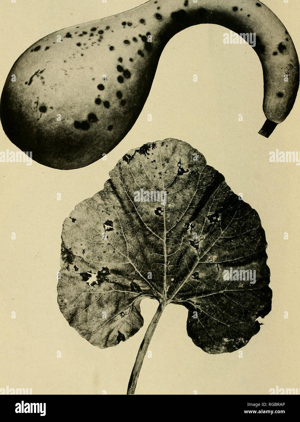 . Bulletin of the U.S. Department of Agriculture. Agriculture; Agriculture. Bui. 727, U. S. Dept. of Agriculture. Plate VI.. Anthracnose Lesions on a Fruit and Leaf of Gourd (Lagenaria vulgaris).. Please note that these images are extracted from scanned page images that may have been digitally enhanced for readability - coloration and appearance of these illustrations may not perfectly resemble the original work.. United States. Dept. of Agriculture. [Washington, D. C. ?] : The Dept. : Supt. of Docs. , G. P. O. Stock Photo