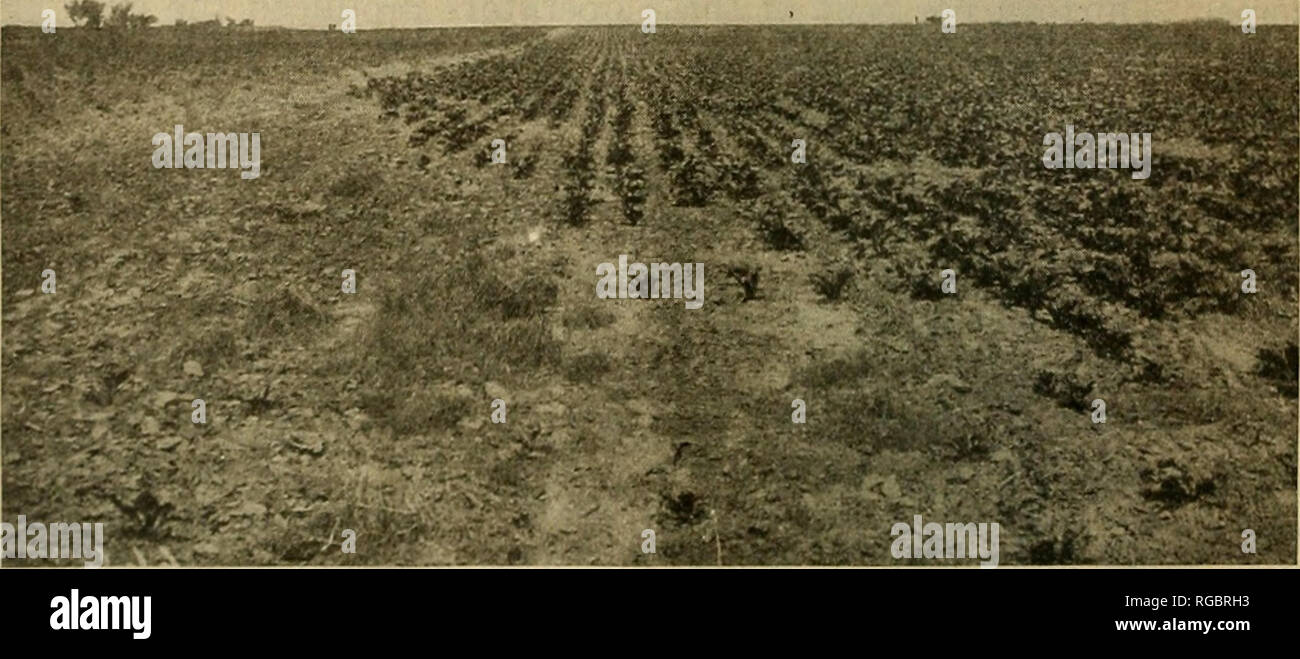 . Bulletin of the U.S. Department of Agriculture. Agriculture; Agriculture. 54 BULLETIN 726, IT. S. DEPARTMENT OF AGRICULTURE. There were 297 farmers who produced beets at a cost of $5.50 per ton or less. The average price received was slightly greater than this amount. It will be seen, therefore, that 70 growers in these eo 70 60 m so r c i b. 40 O EC Id CD | ,0 z zo 10 » .TJTvZ!» 00 3.50 4.00 4.50 5-00 5.50 6.0O 6.S0 TOO 7.50 6.00 8.50 900 66 IB.23 16.31 15.07 13.76 I3.*2 IJ.9Z 10.63 9.67 9.63 7.00 9.00 » 32 * T &quot;7C COStpC -ton nas */Z.OO Of Z farm. Onof if ISO on j /arm. Fig. 29.—Frequ Stock Photo