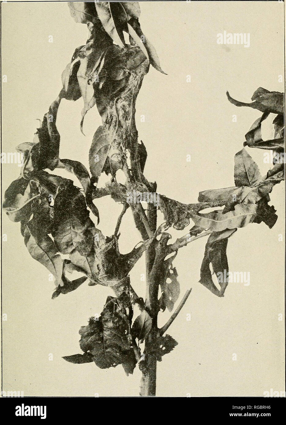 . Bulletin of the U.S. Department of Agriculture. Agriculture; Agriculture. Bui. 599, U. S. Dept of Agriculture. Plate I.. Work of the Striped Peach Worm (Gelechia confusella). Injury to peach foliage and characteristic webbing. From photograph of limb taken from orchard. About one-half natural size. (Original.). Please note that these images are extracted from scanned page images that may have been digitally enhanced for readability - coloration and appearance of these illustrations may not perfectly resemble the original work.. United States. Dept. of Agriculture. [Washington, D. C. ?] : The Stock Photo