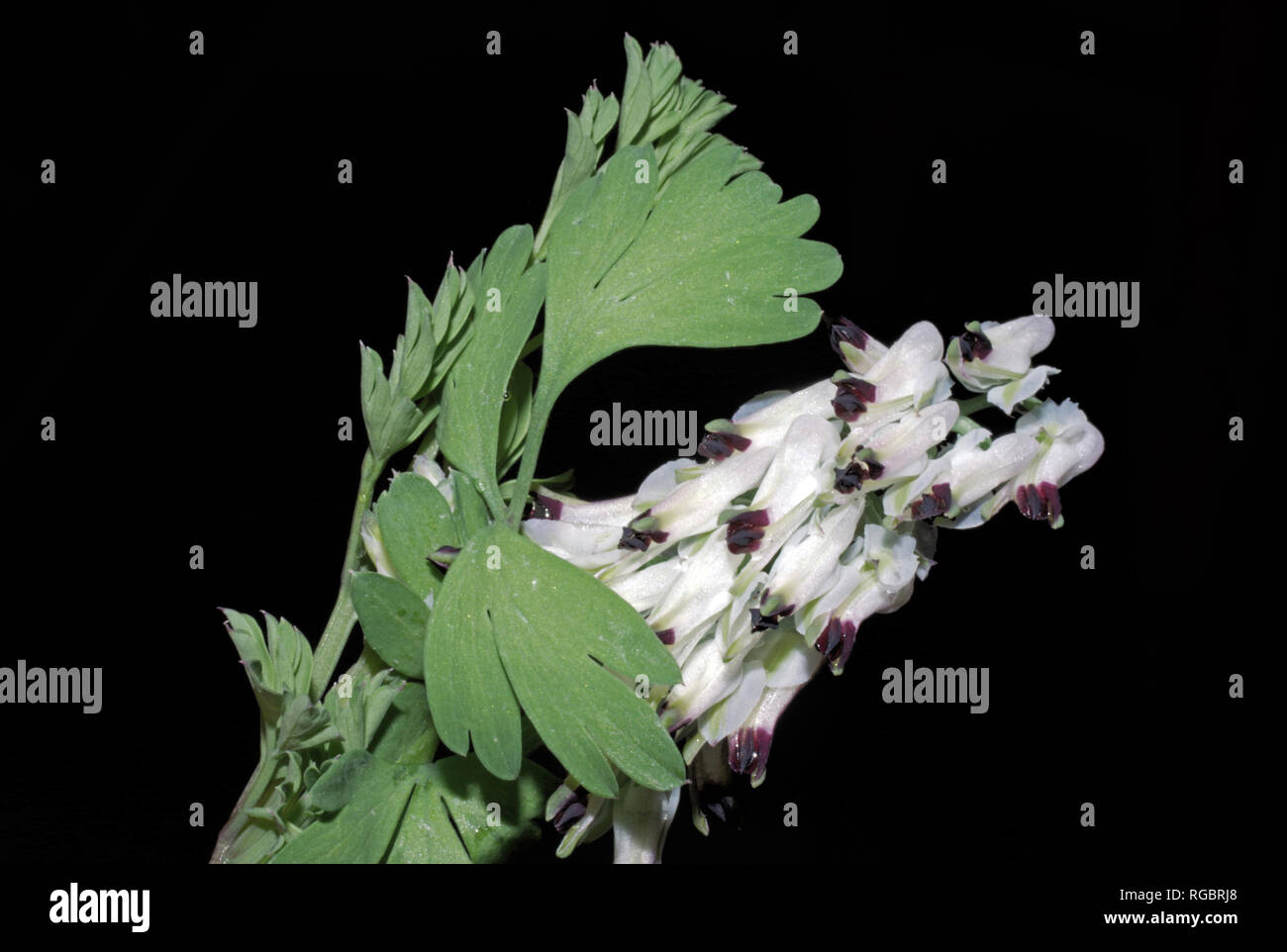White rampling-fumitory (fumaria capreolata) close-up in Sardinian countryside Stock Photo