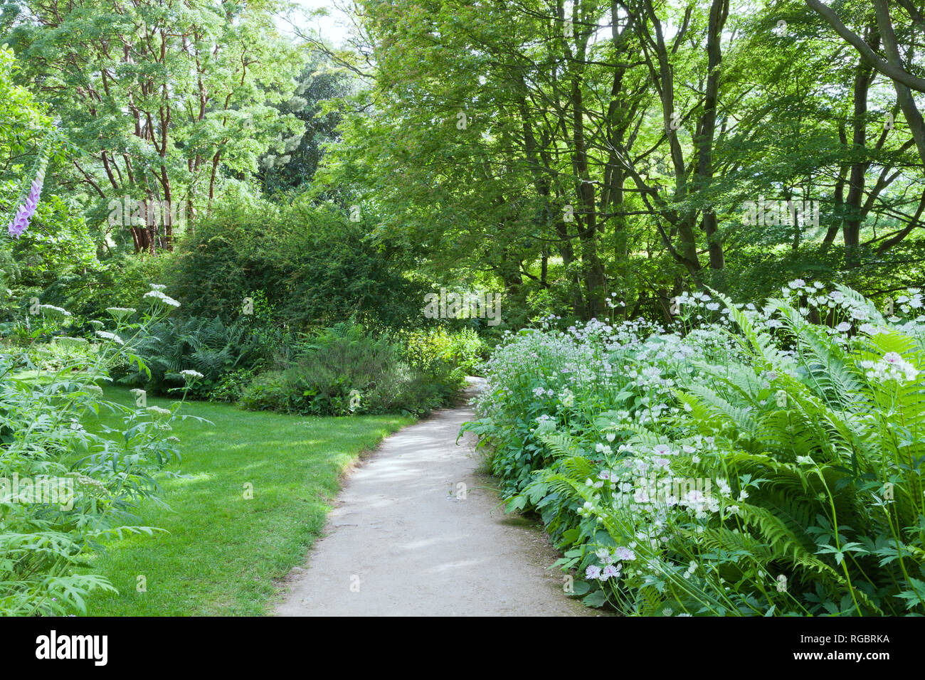 Walking path between flowers, fern, trees in a charming garden, English