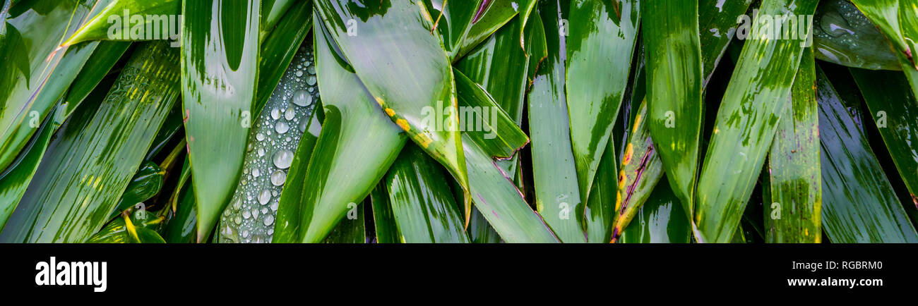 green and wet bamboo leaves in macro closeup, natural relaxing background, nature pattern backgrounds Stock Photo