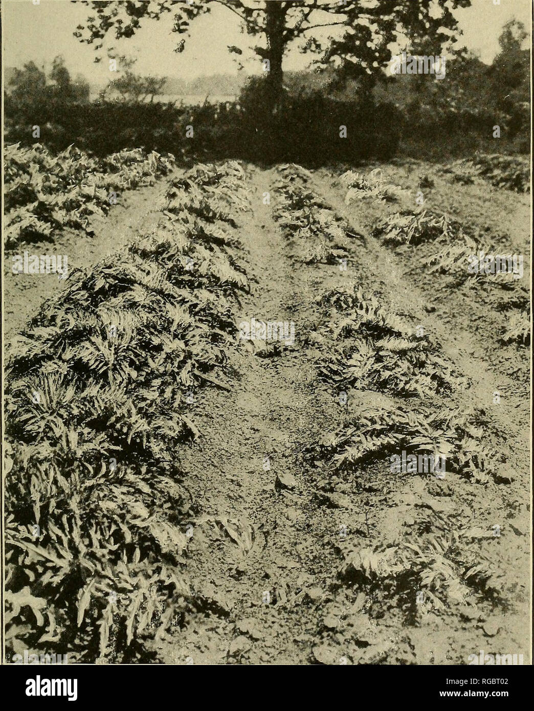 . Bulletin of the U.S. Department of Agriculture. Agriculture; Agriculture. Bui. 703, U. S. Dept.of Agriculture. Plate III. Wi?^W. Sprayed and Unsprayed Rows of Globe Artichoke. The aphids Myzus hraggii and Aphis rumicis have been controlled in the row at left by spraying â with nicotine sulphate. The plants iu the row at right have not been sprayed.. Please note that these images are extracted from scanned page images that may have been digitally enhanced for readability - coloration and appearance of these illustrations may not perfectly resemble the original work.. United States. Dept. of A Stock Photo