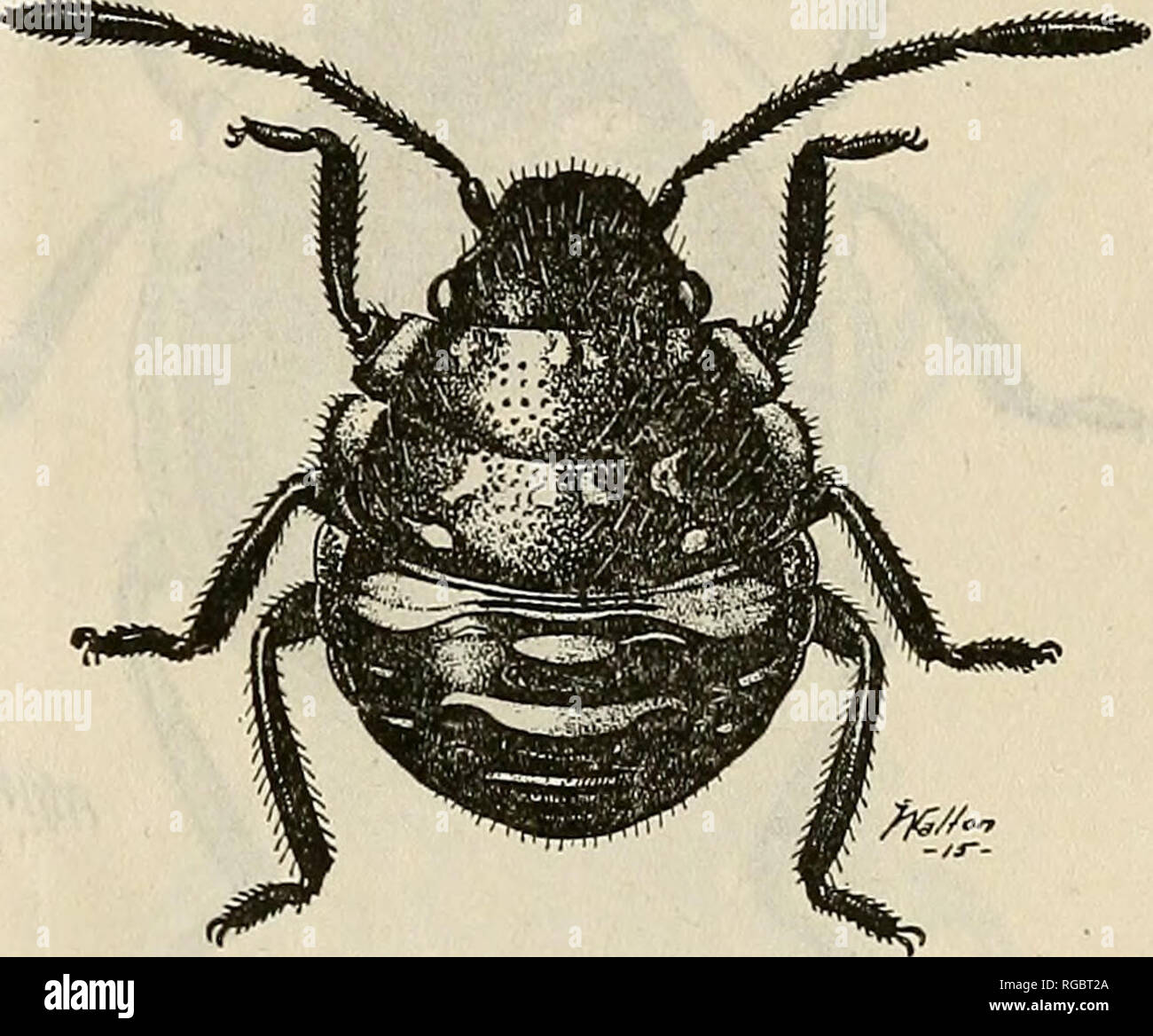 . Bulletin of the U.S. Department of Agriculture. Agriculture; Agriculture. THE GRAIN BUG.. Fig. 5.—The grain bug: Nymph, second instar (in early stages of the instar). Much enlarged. Ventrally: Color uniform black, divisions of &quot; shelf&quot; white, rostrum light brown, extending three-fourths length of venter; legs black. The legs are sparsely pubescent in all stages of the insect. Described from 15 specimens. SECOND INSTAB. Length 2.2 to 2.53 mm.; width of thorax 1.21 to 1.275 mm.; width of abdo- men 1.54 to 2.117 mm. During the development of the nymphs in the second instar a change oc Stock Photo