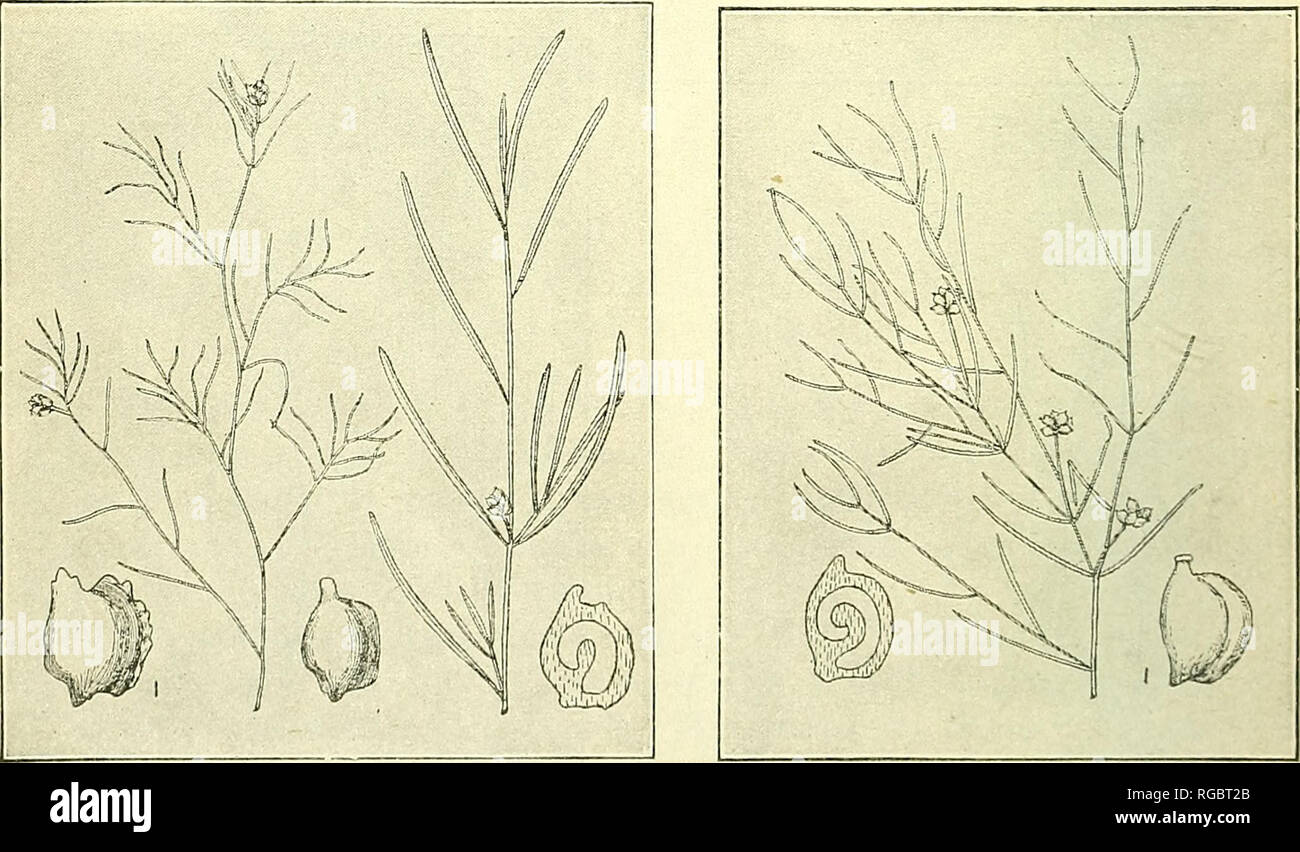 . Bulletin of the U.S. Department of Agriculture. Agriculture; Agriculture. Fig. 13.—Potamogeton prwlongus. Fig. 14.—Potamogeton perfoliatus.. Fig. 15.—Potamogeton foliosus. B400M Fig. 16.—Potamogeton pusillus. 840IM Figs. 13-16.—Wide ranging species of pondweeds. (From Morong.). Please note that these images are extracted from scanned page images that may have been digitally enhanced for readability - coloration and appearance of these illustrations may not perfectly resemble the original work.. United States. Dept. of Agriculture. [Washington, D. C. ?] : The Dept. : Supt. of Docs. , G. P. O. Stock Photo