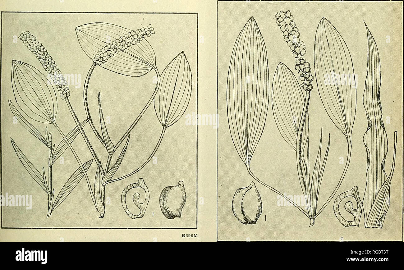 . Bulletin of the U.S. Department of Agriculture. Agriculture; Agriculture. Fig. 9.—Potamogeton natans. B394M Fig. 10.—Potamogeton lucens.. Fig. 11.—Potamogeton heterophyllus. Fig. 12.—Potamogeton lonchites. B397M Figs. 9—12.—Wide-ranging species of pondweeds. (From Morong.). Please note that these images are extracted from scanned page images that may have been digitally enhanced for readability - coloration and appearance of these illustrations may not perfectly resemble the original work.. United States. Dept. of Agriculture. [Washington, D. C. ?] : The Dept. : Supt. of Docs. , G. P. O. Stock Photo