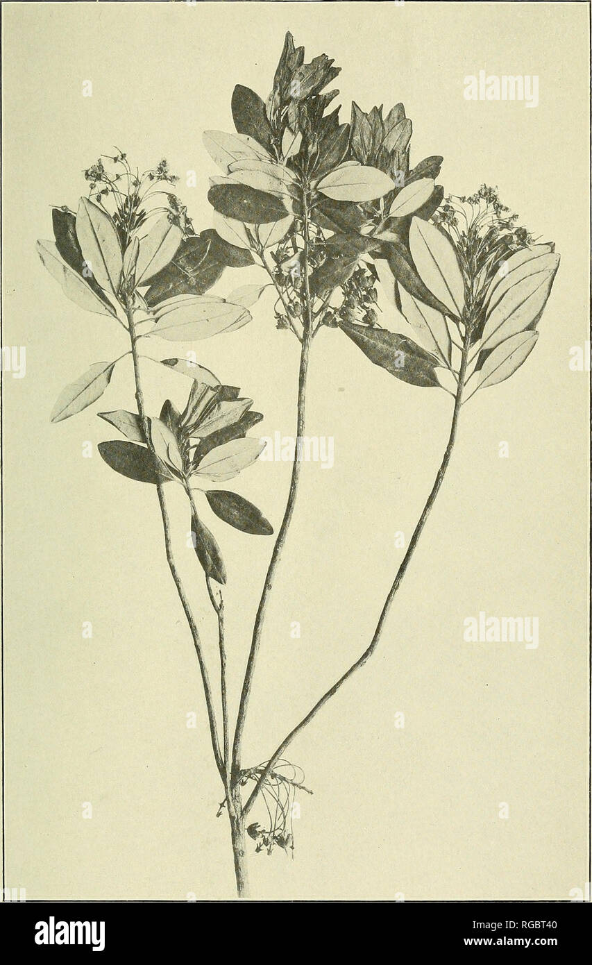 . Bulletin of the U.S. Department of Agriculture. Agriculture; Agriculture. Bui. 575, U. S. Dept. of Agriculture. Plate XX.. Black Laurel (Ledum glandulosum). One of the black laurels which, together with Leucothoe, cause probably the major part of the losses of sheep in the Sierras.. Please note that these images are extracted from scanned page images that may have been digitally enhanced for readability - coloration and appearance of these illustrations may not perfectly resemble the original work.. United States. Dept. of Agriculture. [Washington, D. C. ?] : The Dept. : Supt. of Docs. , G.  Stock Photo