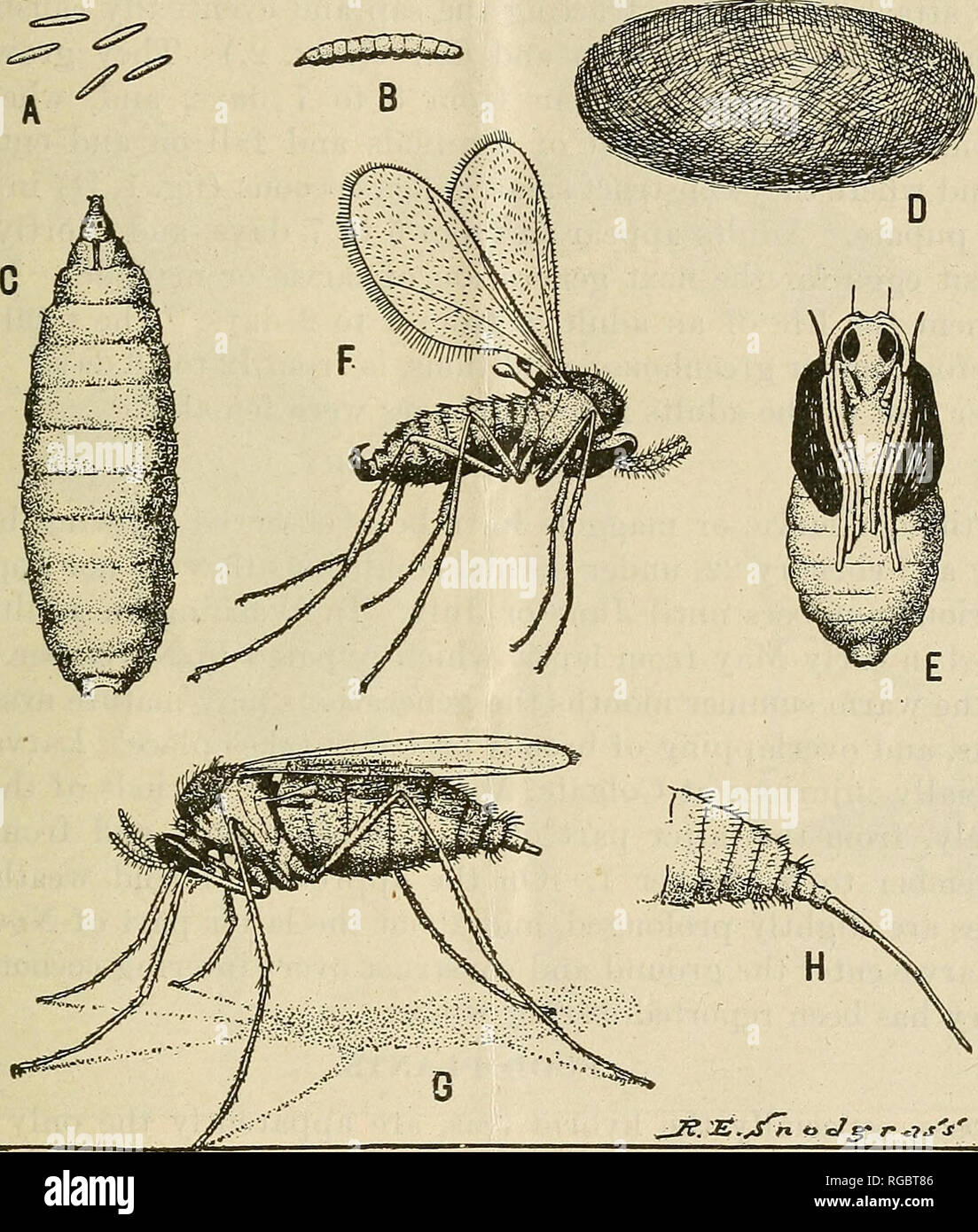 . Bulletin of the U.S. Department of Agriculture. Agriculture; Agriculture. THE EOSE MIDGE. 3 bearing a transverse spinulose ridge on dorsal surface, ventral surface without these ridges; bases of antennae produced with usual pair of bristles imme- diately posterior to them and with two large respiratory tubes protruding through cocoon. ADULT. Male [Fig. 1, F]. Length 1 mm. Antennae short, 9 subsessile segments, the fifth with a length only a little greater than its diameter, the last segment greatly produced, with a length about four times its diameter. Palpi; the first. Fig. 1.—Tlie rose mid Stock Photo