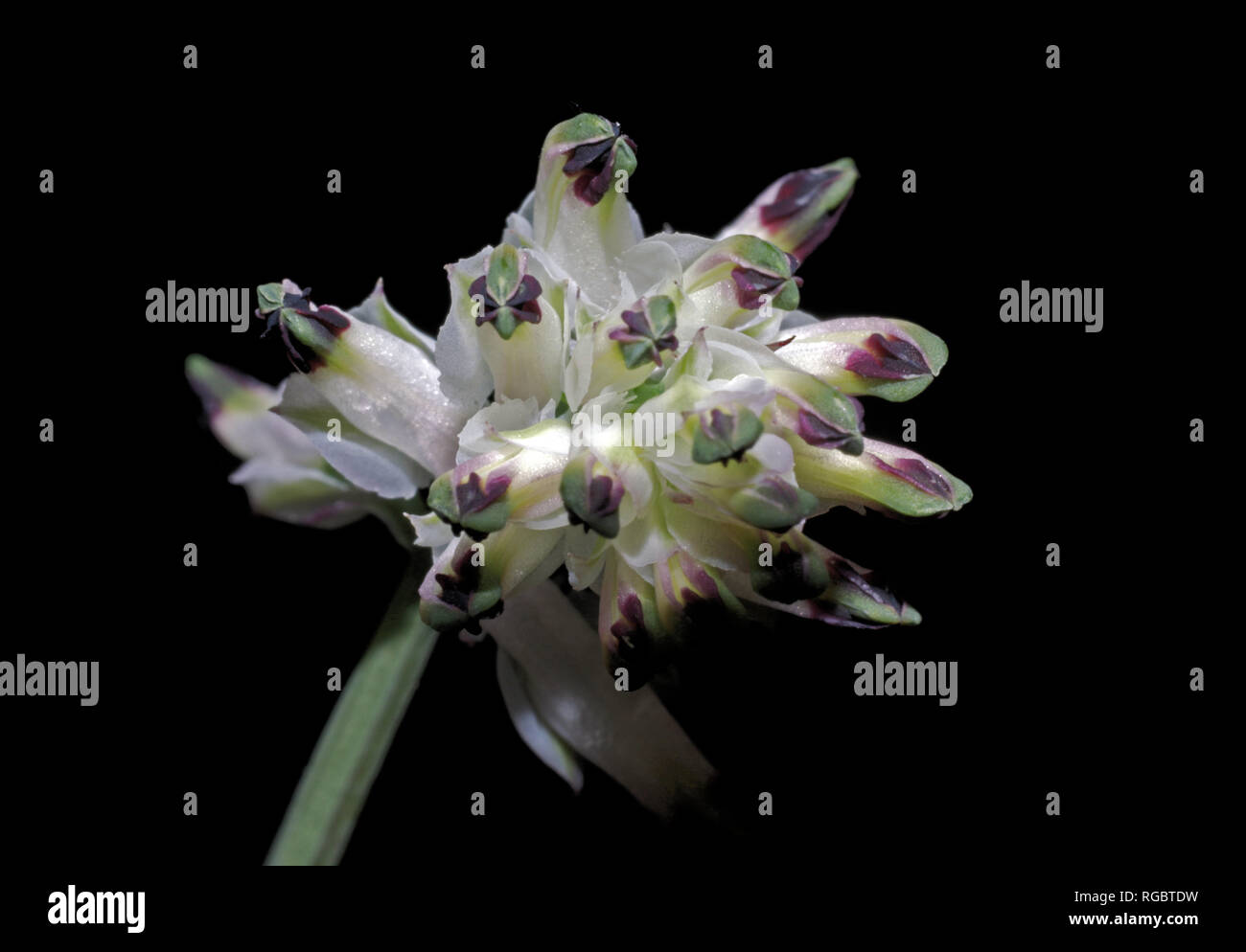 White rampling-fumitory (fumaria capreolata) close-up in Sardinian countryside Stock Photo