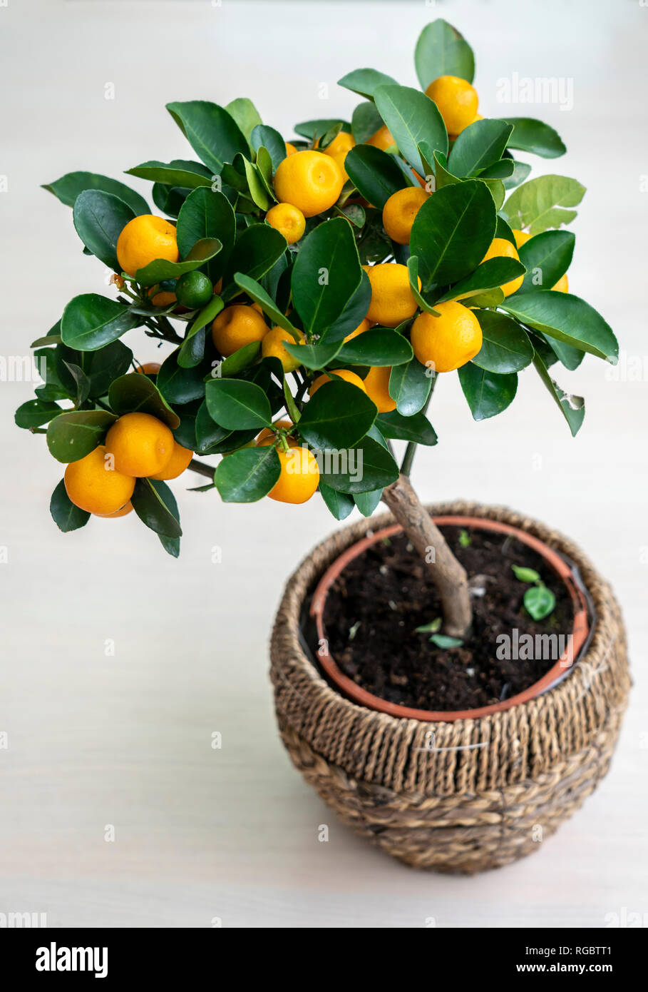 miniature tangerine tree in a pot on a white background. on the branches of green leaves and