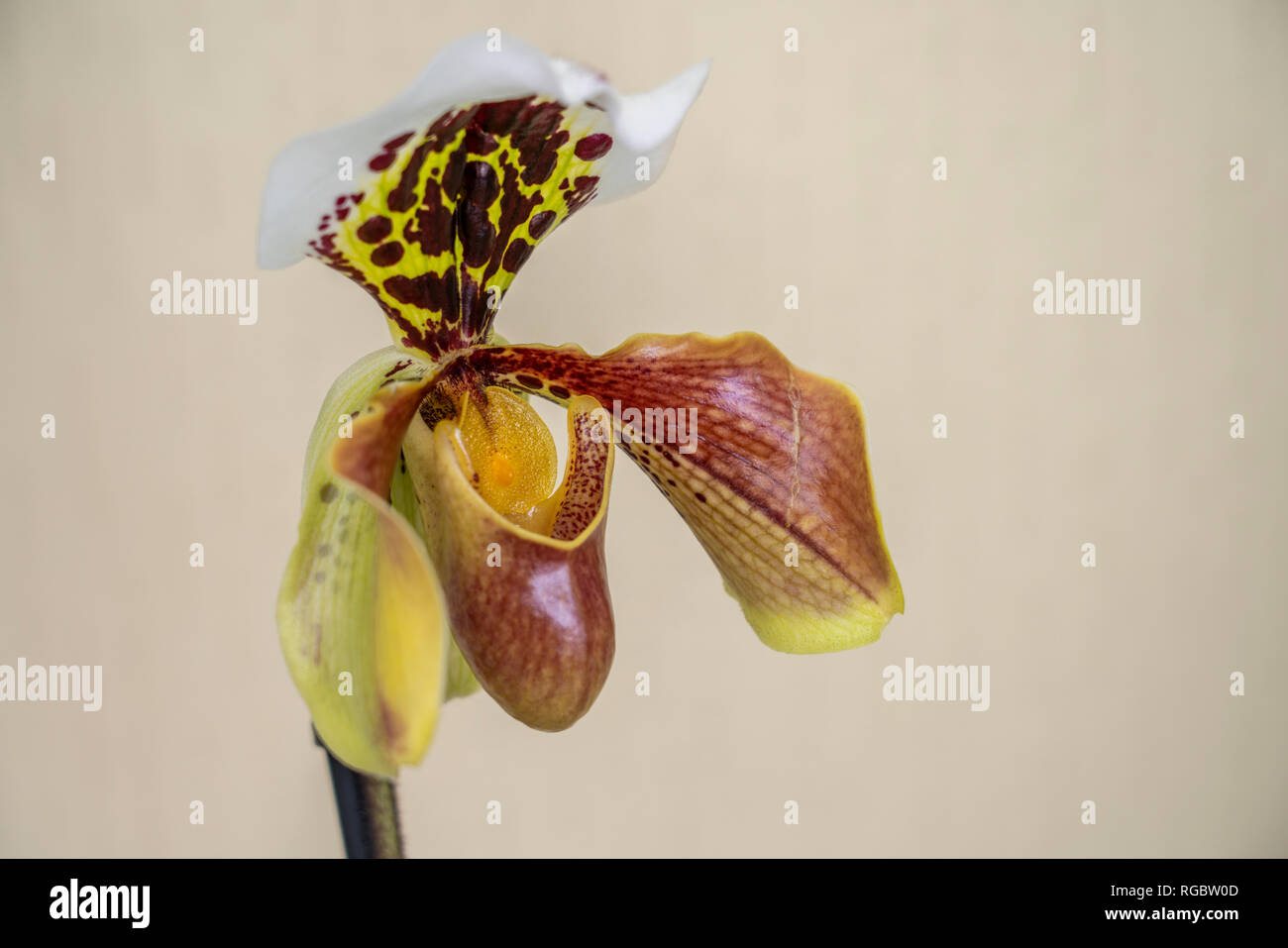 flower orhidee Paphiopedilum, Venus slipper (Paphiopedilum) close-up Stock Photo