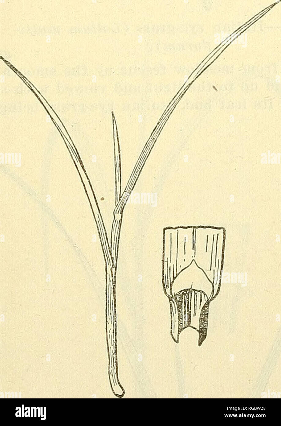 . Bulletin of the U.S. Department of Agriculture. Agriculture; Agriculture. Fig. 16.—Kentucky bluegrass (Poa pratensis). Fig. 17. -Rough-stalked meadow grass (Poa trivialis). 12. Kentucky bluegrass (Poa pratensis; fig. 16). A dark-green perennial, creeping by rootstocks and forming a dense turf; leaves folded in the bud; collar narrow, glabrous; auricles none, ligule membranous, very short, truncate, entire; sheaths green, smooth, com- pressed ; blade long, linear, less than one-eighth inch wide, the tip abrupt pointed like the bow of a boat, dark green, but with two light lines along the midn Stock Photo