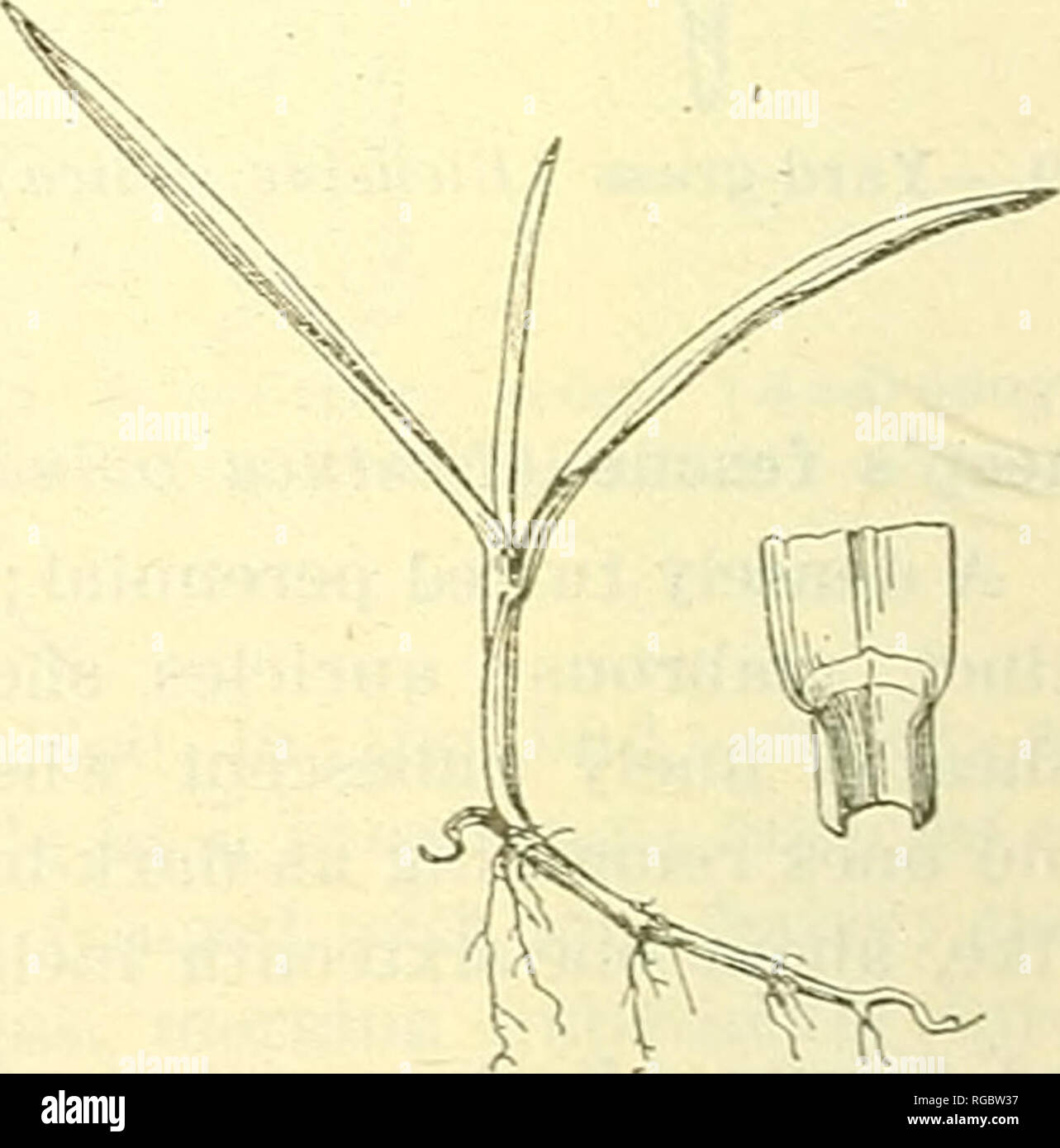 . Bulletin of the U.S. Department of Agriculture. Agriculture; Agriculture. Fig. 14.—Annual bluegrass (Poa annua). Fig. 15.—Canada bluegrass (Poa compressa). edges united below into a closed tube; blades long, soft, V-shaped in cross section, usually one-fourth inch or more wide, sharp pointed, pale green in color. This is a common meadow grass and is often found in pastures. It starts growth early in the spring.. Please note that these images are extracted from scanned page images that may have been digitally enhanced for readability - coloration and appearance of these illustrations may not  Stock Photo