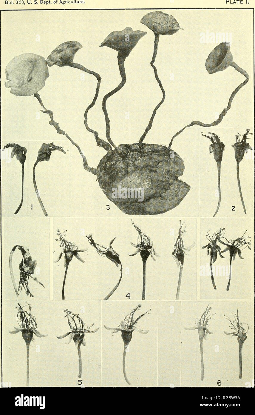 . Bulletin of the U.S. Department of Agriculture. Agriculture; Agriculture. Plate I.. Cherries and Prunes Affected with Brown-Rot. Fig. 1.—Black Republican cherries affected with brown-rot, collected at Salem, Oreg., April 13, 1915. Fig. 2.—Same as figure 1, but not affected with brown-rot. Fig. 3.—Italian prune mummy bearing five apotliecia, collected at Felida, Wash., April 9,1915. This prune was buried to a depth of about 2 inches and the apothecial cups were borne just above the surface of the soil. Fig. 4.—Italian prunes affected with brown-rot, collected at Felida, Wash., April 9, 1915.  Stock Photo