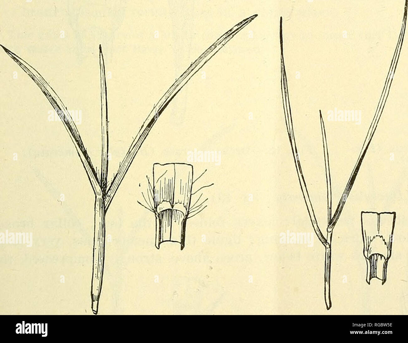 . Bulletin of the U.S. Department of Agriculture. Agriculture; Agriculture. IDENTIFICATION OF GEASSES. 11 5. Yard-grass (Eleusine indica; fig. 9). A tufted annual, decumbent at base; leaves folded in the bud; collar broad, continuous, hairy; auricles none; ligule membranous, medium long, coarsely toothed; sheaths white near the ground, green above, strongly compressed, sparsely hairy along the margins; blades V-shaped in cross section, about one-fourth inch wide, sparsely hairy above, tough in texture, linear, obtuse pointed. This is a common summer grass, making conspicuous tufts in lawns. 6. Stock Photo