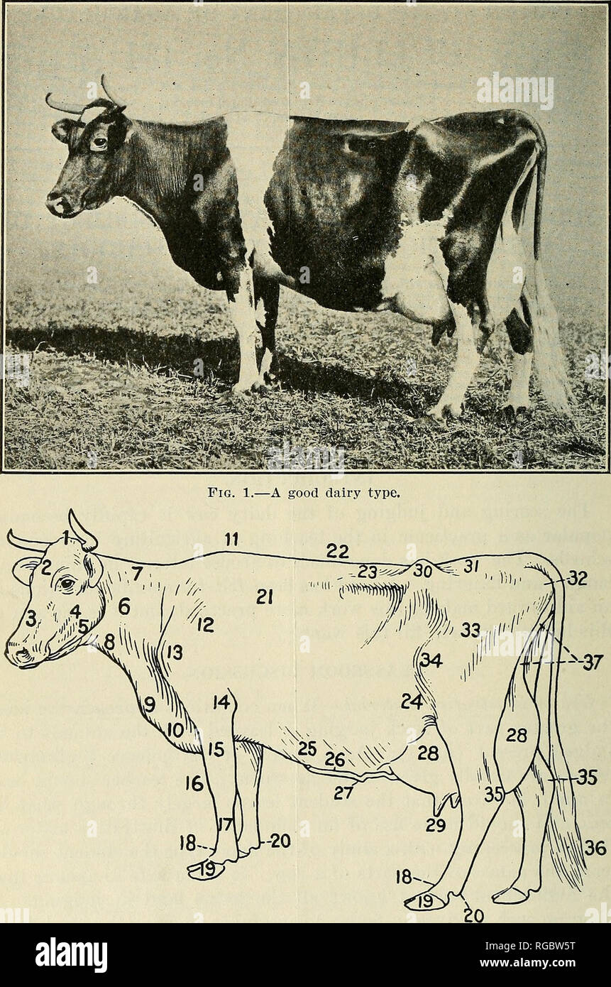 . Bulletin of the U.S. Department of Agriculture. Agriculture; Agriculture. BULLETIN 434, U. S. DEPARTMENT OF AGRICULTURE.. Fig. 2.—Outline of dairy cow with parts named : 1, poll; 2, forehead ; 3, bridge of nose ; 4, cheek ; 5, jaw ; 6, neck ; 7, crest of neck ; 8, throat; 9, dewlap ; 10, brisket; 11, withers ; 12, shoulder; 13, point of shoulder ; 14, elbow ; 15, arm or forearm ; 16, knee : 17, shank; 18, ankle; 19, hoof; 20, fetlock; 21, crop; 22, chine—back; 23, loin; 24, flank; 25, milk well; 26, mammary vein or milk vein; 27, navel; 28, udder; 29, teats; 30, hook, or hook bone, hips; 31, Stock Photo