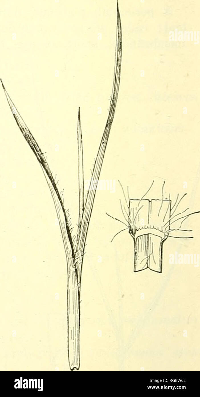 . Bulletin of the U.S. Department of Agriculture. Agriculture; Agriculture. Fig. 7.—Poverty grass (Danthonia spicata). Fig. S.—Broom sedge (.Andropogon virginicus). 4. Broom sedge {Andropogon virginicus; fig. 8). A coarse, tufted perennial; leaves folded in the bud: colfar small, hairy, in two parts, separated in the middle by a broad gap: auricles none; ligule membranous, hairy on the back and fringed with long hairs; sheaths much compressed, hairy along the margins, merging indistinctly, into the blade; blades compressed near base, hairy along margins, about one-fourtb inch wide, sharp point Stock Photo