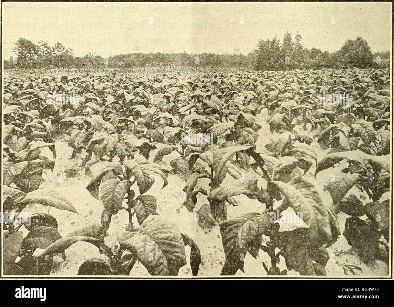 Bulletin Of The U S Department Of Agriculture Agriculture Agriculture 14 Bulletin 562 U S Department Of Agriculture Table Iv Rate Of Uniting Of Tobacco In Plats At Creeclmoor N C In 1916