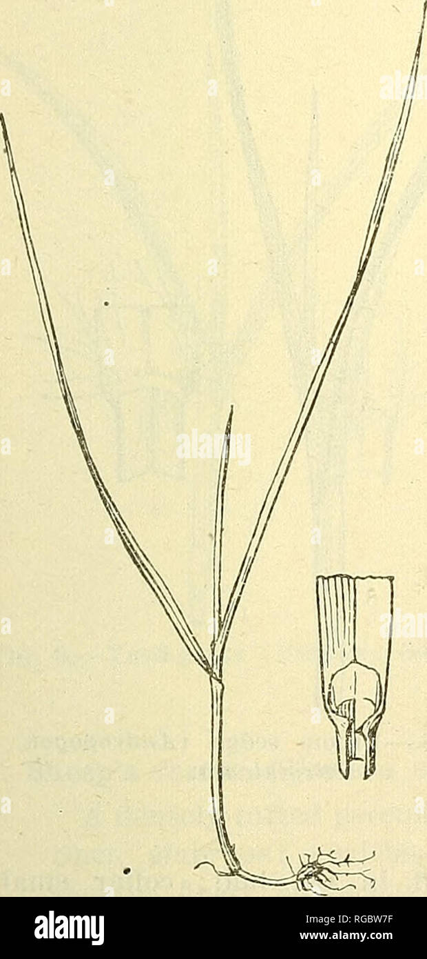 . Bulletin of the U.S. Department of Agriculture. Agriculture; Agriculture. IDENTIFICATION OF GRASSES. 9 FF. Sheaths not hairy. G. Collar hairy on the back. 46. Flat-stemmed panic (Panicum anceps). GG. Collar not hairy on the back. H. Leaves one-sixteenth inch wide. 47. Slender meadow grass (Eragrostis pilosa), HH. Leaves one-eighth inch wide. 48. Stink-grass {Eragrostis cilianensis). DETAILED DESCRIPTIONS OF FORTY-EIGHT SEEDLING GRASSES. 1. Perennial rye-grass (Loiium percnne; fig. 5). A perennial, glabrous, dark-green, tufted grass; leaves folded in the bud; collar narrow, glabrous; auricles Stock Photo
